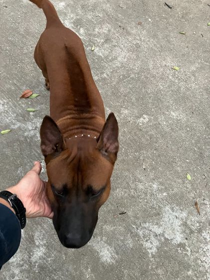 หมาไทยหลังอาน รูปที่ 11