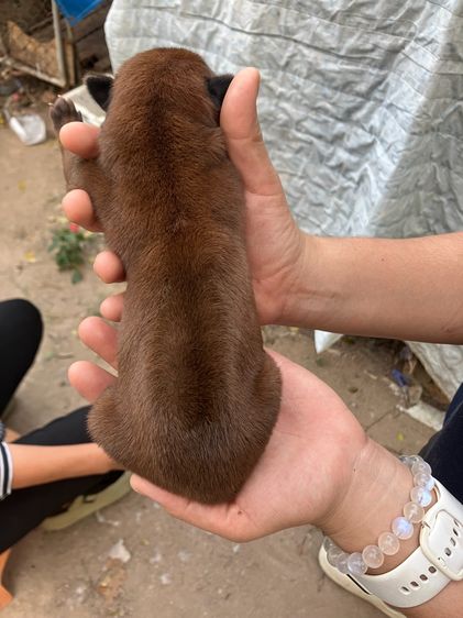 หมาไทยหลังอาน รูปที่ 9