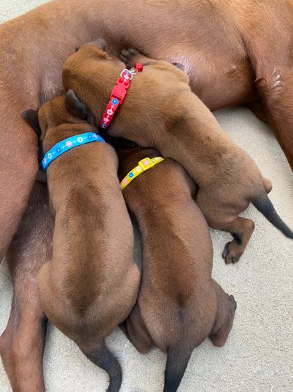 หมาไทยหลังอาน รูปที่ 7