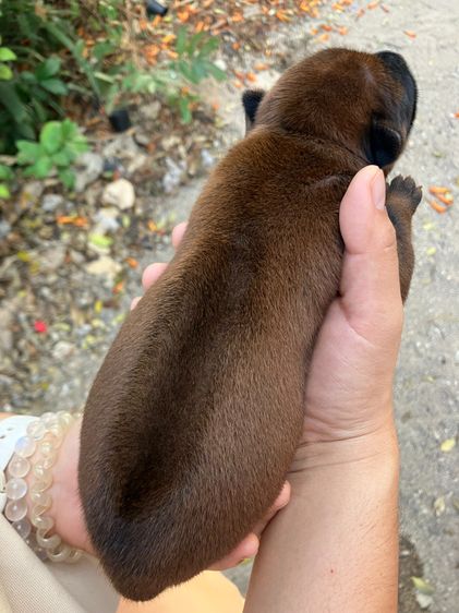 หมาไทยหลังอาน รูปที่ 8