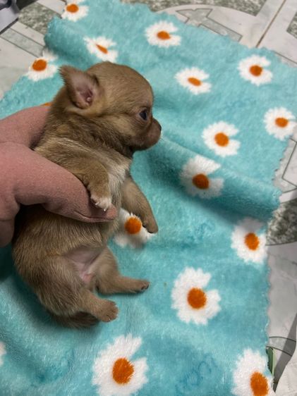 ลูกชิวาวาขนสั้นหัวแอปเปิ้ล รูปที่ 6