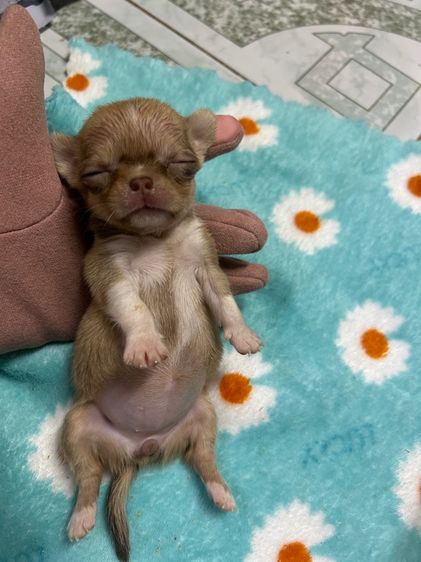 ลูกชิวาวาขนสั้นหัวแอปเปิ้ล รูปที่ 3