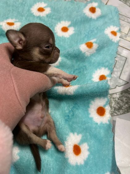 ลูกชิวาวาขนสั้นหัวแอปเปิ้ล รูปที่ 8