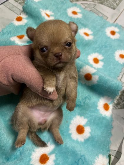 ลูกชิวาวาขนสั้นหัวแอปเปิ้ล รูปที่ 5