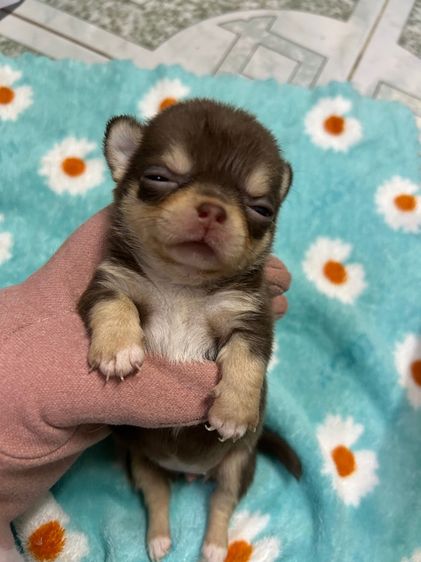 ลูกชิวาวาขนสั้นหัวแอปเปิ้ล รูปที่ 2