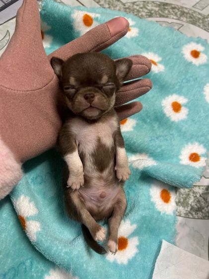 ลูกชิวาวาขนสั้นหัวแอปเปิ้ล รูปที่ 7