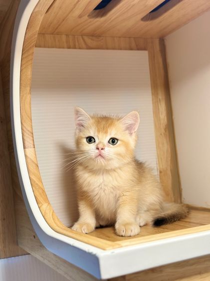 ดร บริติช  รูปที่ 2