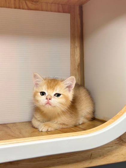 ดร บริติช  รูปที่ 6