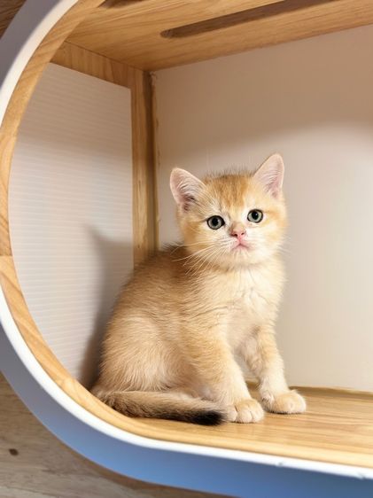 ดร บริติช  รูปที่ 5