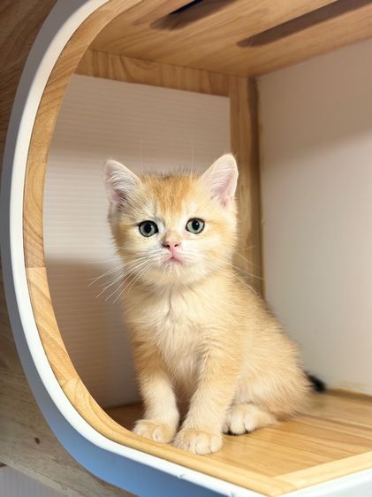 ดร บริติช  รูปที่ 3