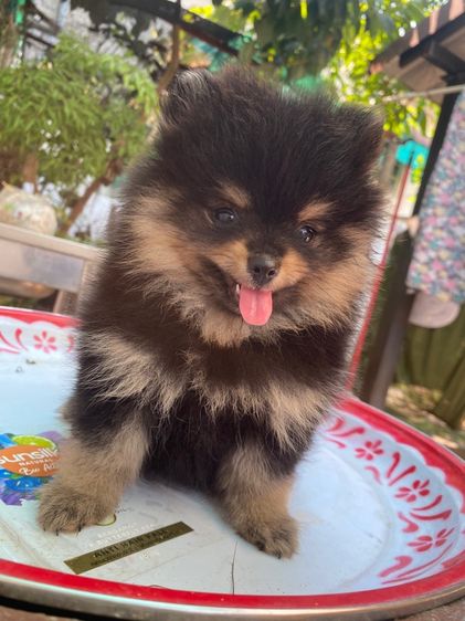 ลูกปอม รูปที่ 4