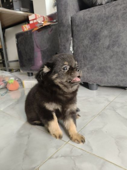 ชิวาว่า รูปที่ 2