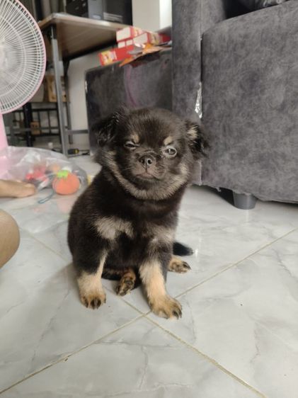 ชิวาวา (Chihuahua) กลาง ชิวาว่า