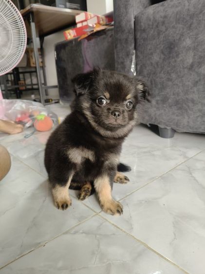 ชิวาว่า รูปที่ 4