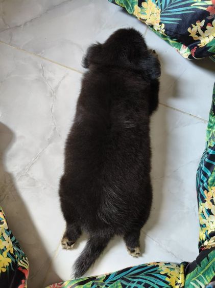 ชิวาว่า รูปที่ 5