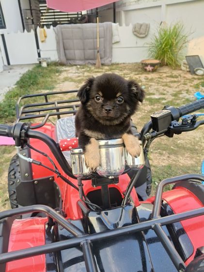 ชิวาว่า รูปที่ 3