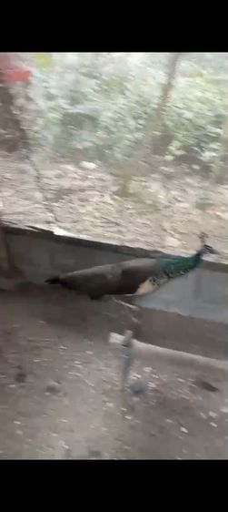 นกยูงอินเดีย เพศเมีย รูปที่ 4