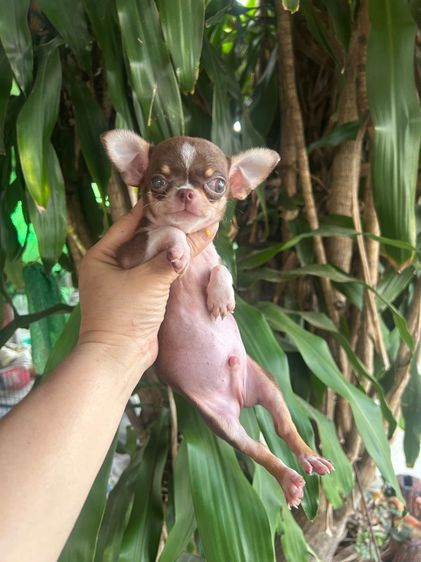 ลุกชิวาวาขนสั้น ขนยาว รูปที่ 2