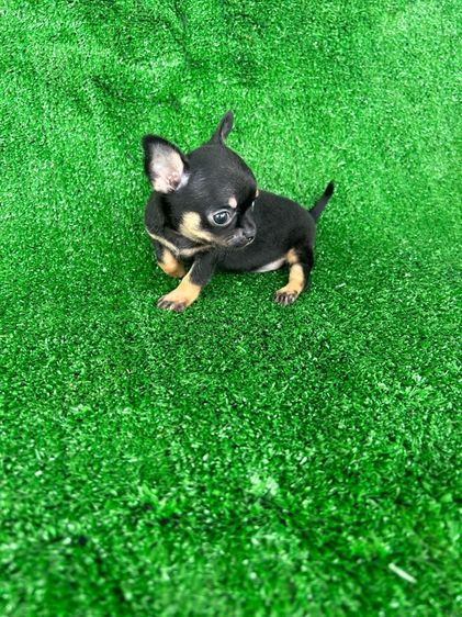 ลุกชิวาวาขนสั้น ขนยาว รูปที่ 11