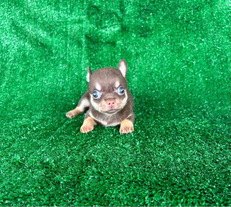 ลุกชิวาวาขนสั้น ขนยาว รูปที่ 12