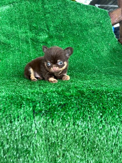 ลุกชิวาวาขนสั้น ขนยาว รูปที่ 10