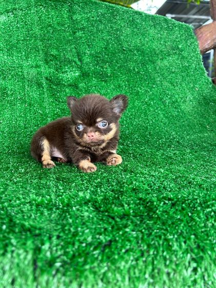 ลุกชิวาวาขนสั้น ขนยาว รูปที่ 4