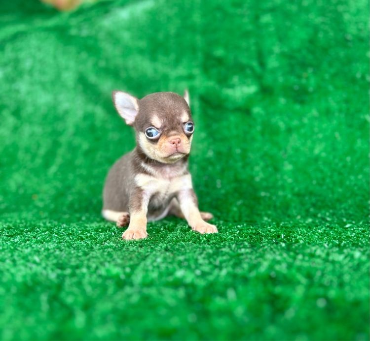 ลุกชิวาวาขนสั้น ขนยาว รูปที่ 8