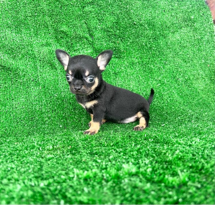 ลุกชิวาวาขนสั้น ขนยาว รูปที่ 5