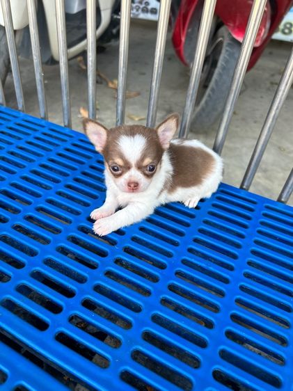 ลุกชิวาวาขนสั้น ขนยาว