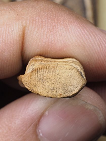 พระรอด 16126814 รูปที่ 3