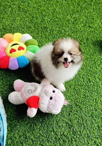 ปอม