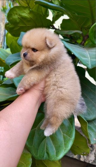 ปอมแท้ รูปที่ 2