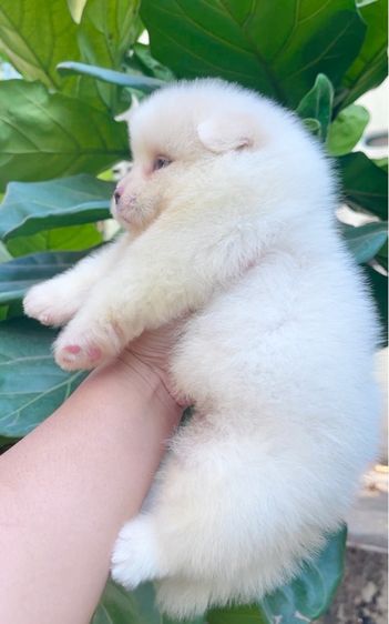 ปอมแท้ รูปที่ 7