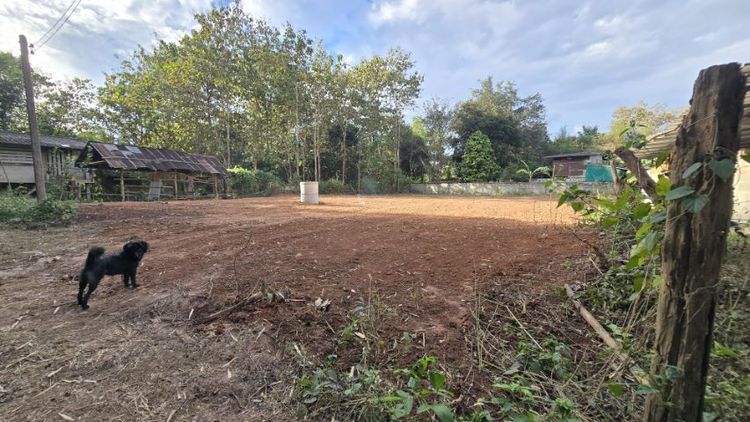 ใช่ ขายที่ดินน้ำไม่ท่วม น้ำประปาไฟฟ้าพร้อม ขนาด 245 ตรว. บ้านกิ่วป่า 5 อำเภอเมืองน่าน จ.น่าน ยกแปลง