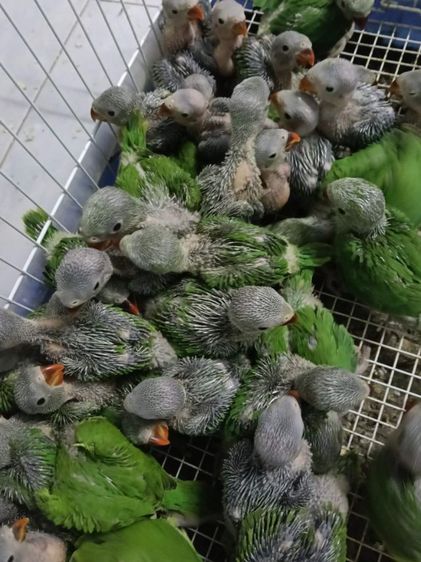 ลูกป้อนนกแก้วริงเน็คเขียว ตัวละ1200 รูปที่ 4