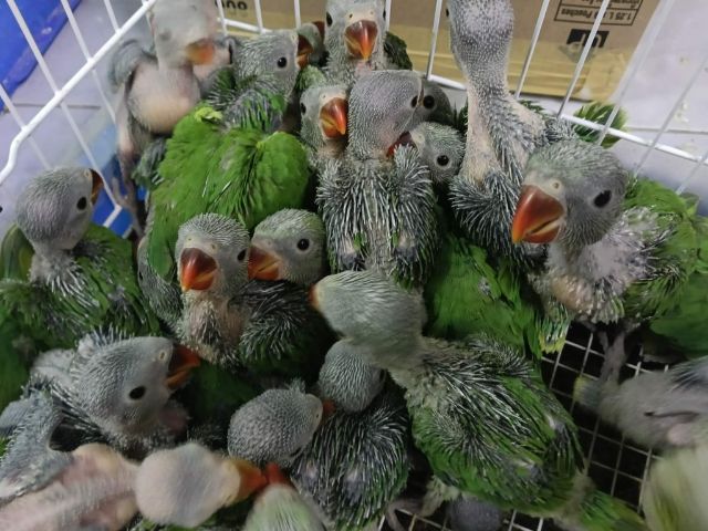 ลูกป้อนนกแก้วริงเน็คเขียว ตัวละ1200 รูปที่ 2