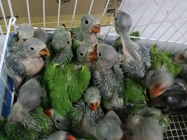 อื่นๆ ลูกป้อนนกแก้วริงเน็คเขียว ตัวละ1200