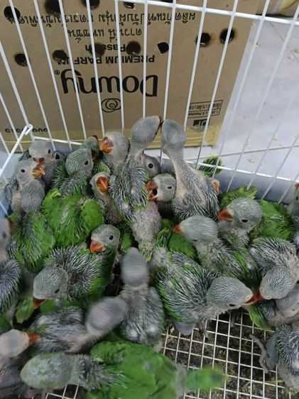 ลูกป้อนนกแก้วริงเน็คเขียว ตัวละ1200 รูปที่ 3