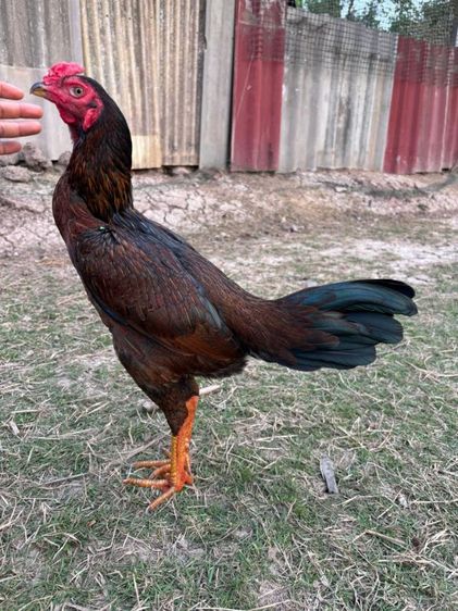 ไก่ชนพม่าหน้าคอ รูปที่ 4