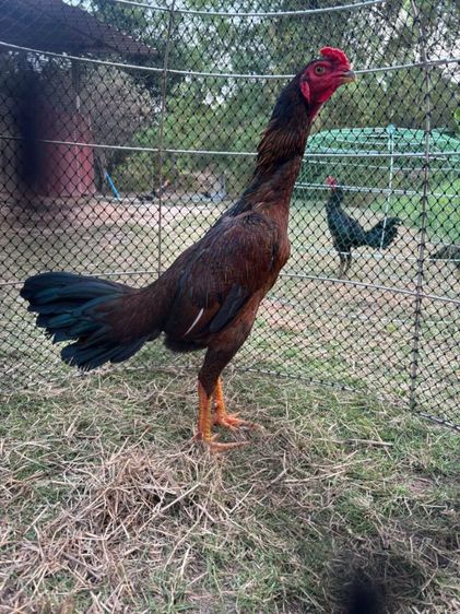 ไก่ชนพม่าหน้าคอ รูปที่ 5