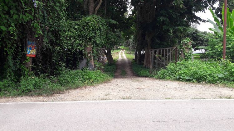 ขายที่ดินติดน้ำปิง เหมืองแก้ว แม่ริม 14-2-79 ไร่ รูปที่ 2