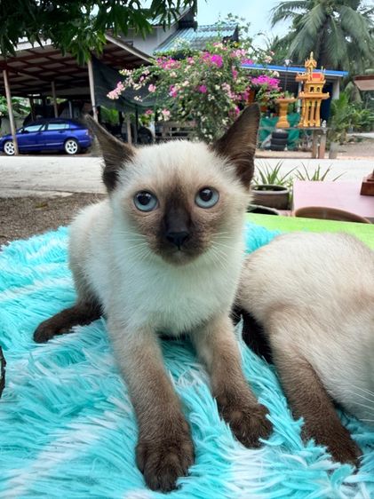 แมววิเชียรมาศ รูปที่ 2