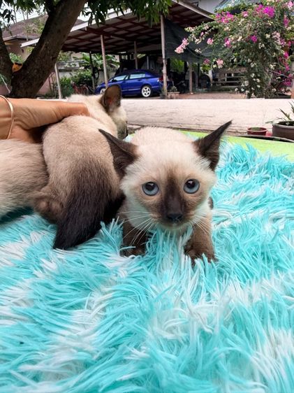 แมววิเชียรมาศ รูปที่ 3