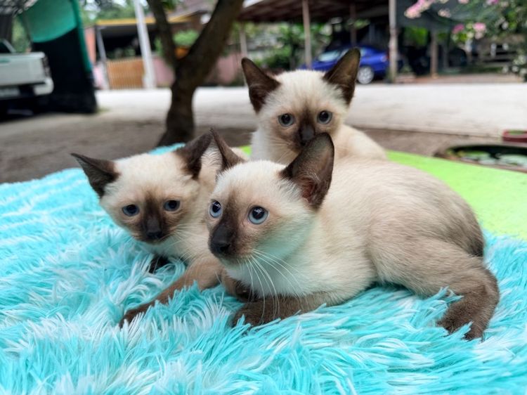 แมววิเชียรมาศ