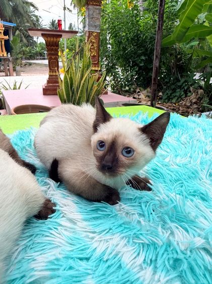 แมววิเชียรมาศ รูปที่ 4