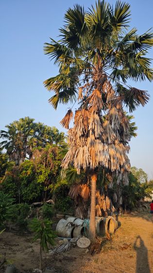 ขายปาล์มยะวายกสวน รูปที่ 7