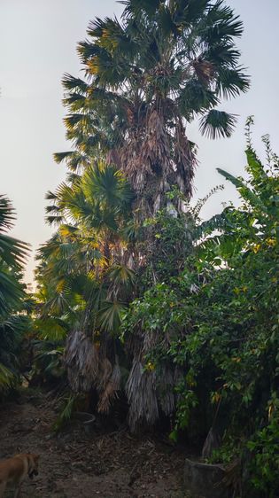 ขายปาล์มยะวายกสวน รูปที่ 9