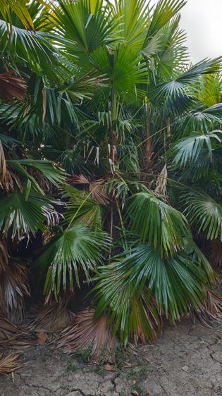 ขายปาล์มยะวายกสวน รูปที่ 4