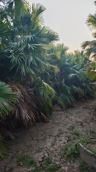 ขายปาล์มยะวายกสวน