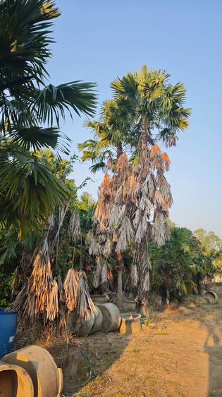 ขายปาล์มยะวายกสวน รูปที่ 8